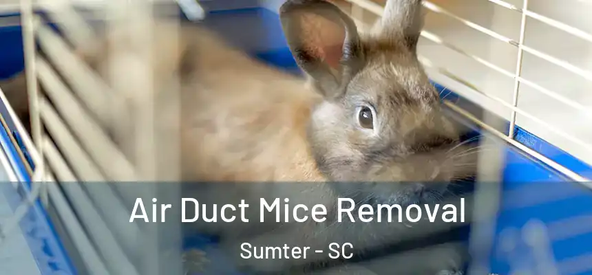  Air Duct Mice Removal Sumter - SC